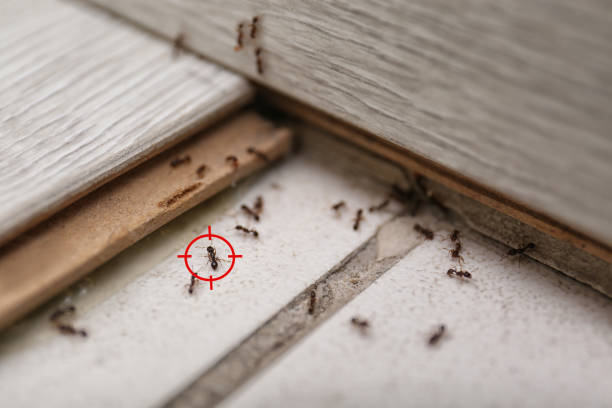 Best Best Pest Control Companies  in South Park, WY