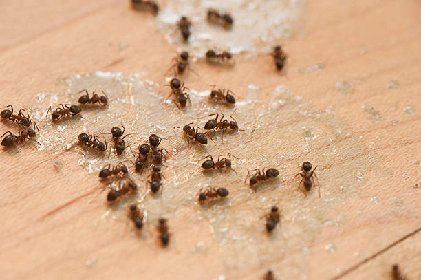 Best Residential Pest Control  in South Park, WY