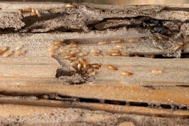 Best Pest Control Near Me in South Park, WY