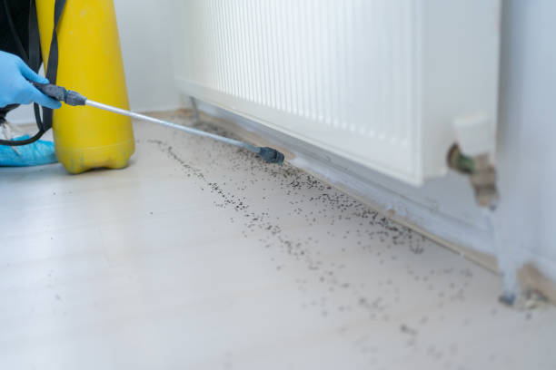 Best Pest Prevention Services  in South Park, WY