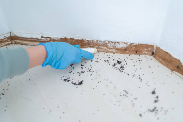 Best Rat Extermination Near Me  in South Park, WY