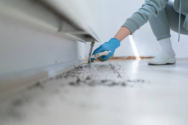 Best Flea Control Services  in South Park, WY
